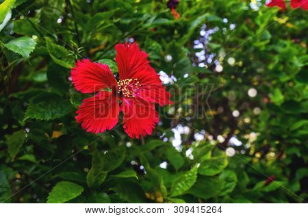 Red Hibiscus Flower Blossom In Garden At Morning. Hibiscus Rosasinensis Is National Flower Of Malays