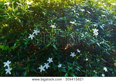 Small White Jasmine Five Petal Flowering Tree In Morning. Star Jasmine Or Jasminum Multiflorum
