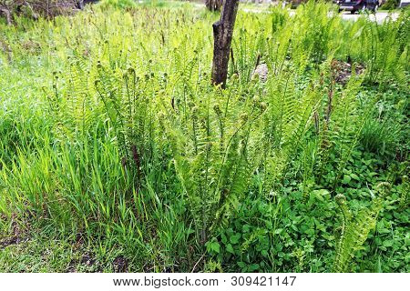 Ferns Growing In Harbor Springs, Michigan, During May.