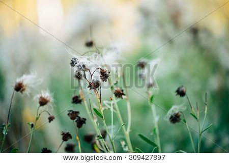 Overblown Buds Of Cirsium Heterophyllum. Blooming Thistle On Green Bokeh Background. Scenic Backdrop