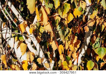 Autumn Leaves Of Young Birch Tree Close-up. Fall Natural Background Of Yellow Orange Green Foliage. 