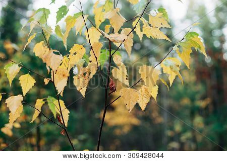 Autumn Leaves Of Young Birch Tree Close-up. Fall Natural Background Of Yellow Orange Green Foliage. 