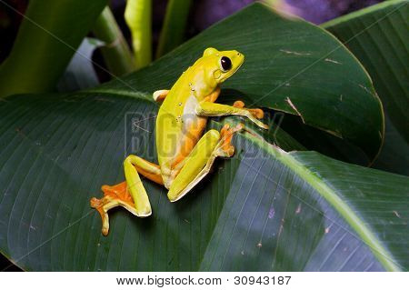 Gliding Treefrog