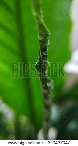 Green Young Sprout Of Plant Spathiphyllum In Water Drops Close-up. For Cover, Background.