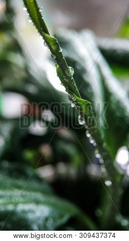 Green Young Sprout Of Plant Spathiphyllum In Water Drops Close-up. For Cover, Background.