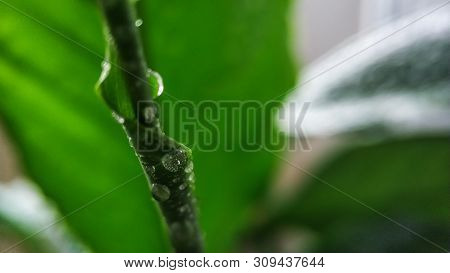 Green Young Sprout Of Plant Spathiphyllum In Water Drops Close-up. For Cover, Background.