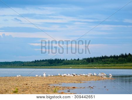 A Flock Of The Northern Gulls Sitting On The Ledge Of The Banks Of The Taiga River Basin In Yakutia,
