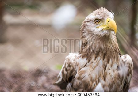 Mighty White Tailed Eagle Called Haliaetus Albicilla In A Cage In Zoo, Poland