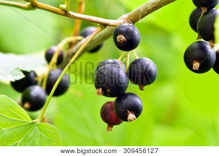 Blackcurrants On The Bush Branch In The Garden, Harvest Of Blackcurrants On The Branch
