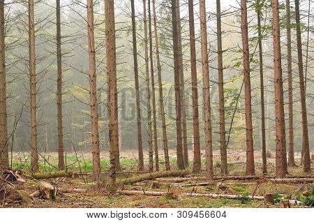Timber Forest On Foggy Autumn Morning With Bare Tree Trunks