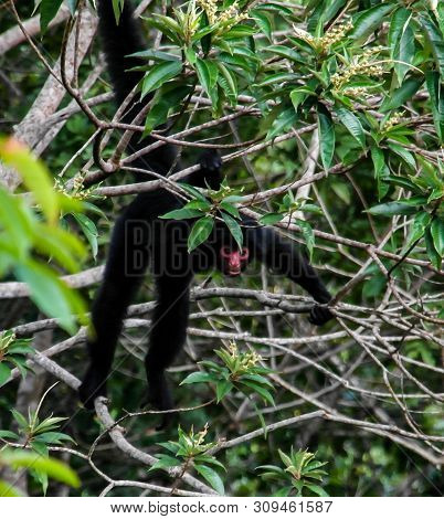 Spider Monkey Male Swinging On The Tree Branch At Kanuku Mountains In Rupununi,guyana