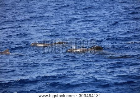 Short-finned Pilot Whale (globicephala Macrorhynchus) In The Atlantic Ocean. Canary Islands. Spain