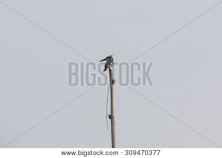 Close Up Of Hoopoe Bird Or Hairy Woodpecker With Long Beak And Black And White Stripes On Wings Perc