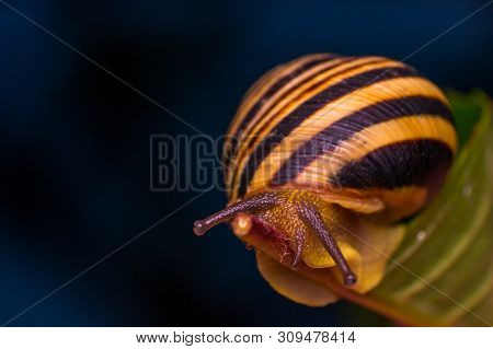 Macro Photo Of A Garden Snail In Summer Season