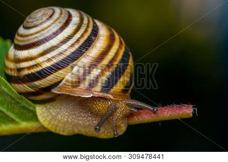 Macro Photo Of A Garden Snail In Summer Season