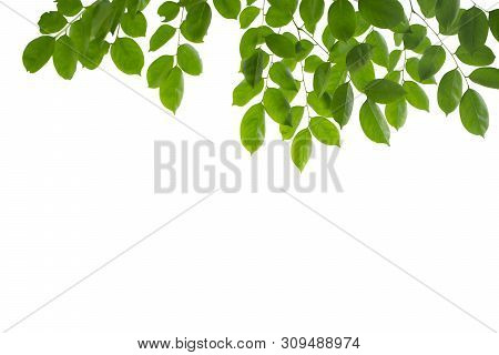 Green Leaf Isolated On White Background.  Beautiful Leaf Texture In Nature. Natural Background. Clos