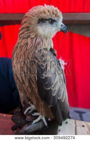 Black Kite, Milvus Migrans, Brown Bird Of Prey Sitting On The Hand. The Concept Of Bird Hunting, Hun