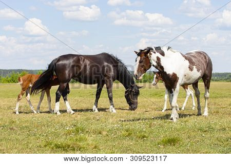 A Pair Of Horses With Foals. Beautiful Horses With Cubs Graze On A Green Meadow, Beautiful Natural B