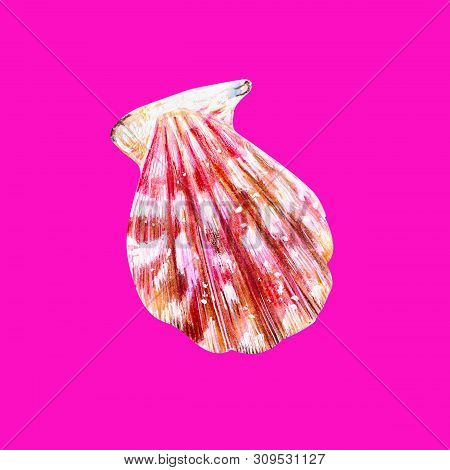 Pink Mother Of Pearl Shell Scallop. Sea Bivalve Pectinidae. Nature Of The Ocean. Underwater Resident
