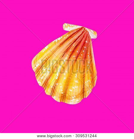 Yellow Sea Shell Scallop. Sea Bivalve Pectinidae. Nature Of The Ocean. Underwater Resident. Hand Dra