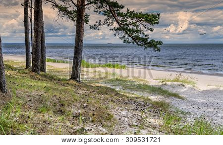 Coastal Landscape With Pine Forest In Jurmala - Famous Tourist Resort, Latvia, Baltic Region, Europe