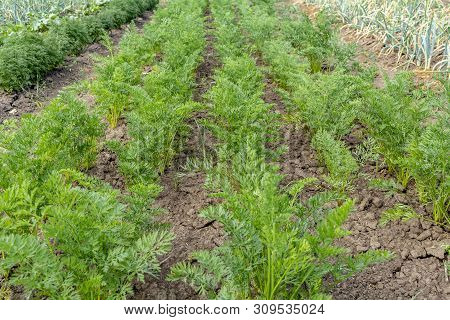 Young Carrot Plant Sprouts Grow On Farm Garden Bed. Growing Organic Carrot Crop - Vegetables Sprouts