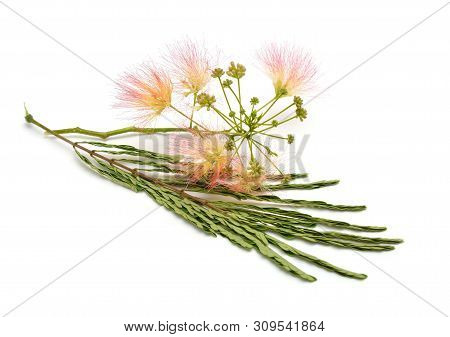 Albizia Julibrissin Or Persian Silk Tree, Pink Silk Tree. Isolated On White Background