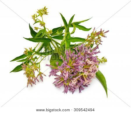 Cestrum Known As Cestrums Or Jessamines Isolated On White