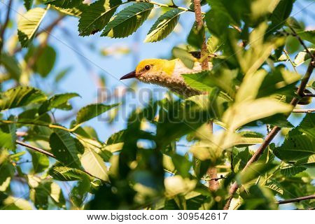 Young Eurasian Golden Oriole Or Oriolus Oriolus On Tree Branch