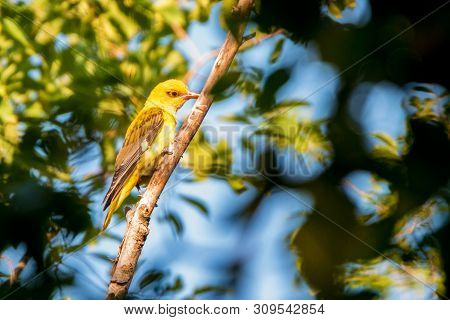 Young Eurasian Golden Oriole Or Oriolus Oriolus On Tree Branch