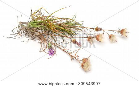 Plant Jurinea Stoechadifolia Isolated On White Background