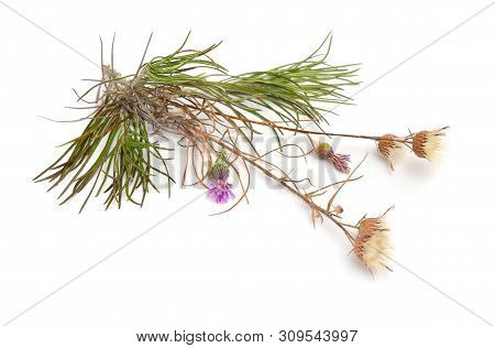 Plant Jurinea Stoechadifolia Isolated On White Background