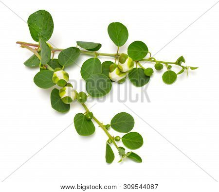 Plant Capparis, Known As Caper Shrubs Or Caperbushes. Isolated On White Background