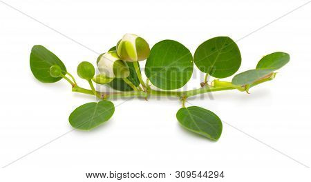 Plant Capparis, Known As Caper Shrubs Or Caperbushes. Isolated On White Background