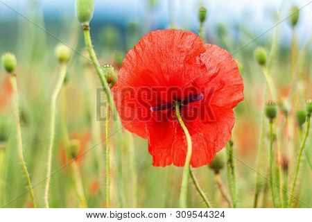 One Red Poppy Flower. View Of Underside Of Flower With Blurred Background.