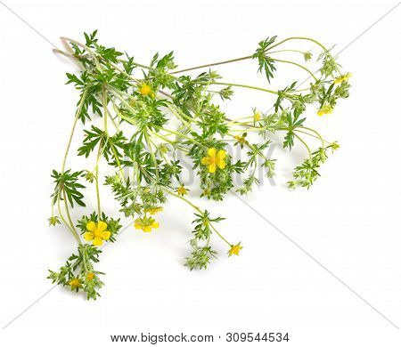 Potentilla Or Barren Strawberries Plant With Flowers Isolated On White Background
