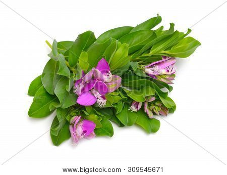 Polygala Myrtifolia Or Myrtle-leaf Milkwort Isolated On White Background
