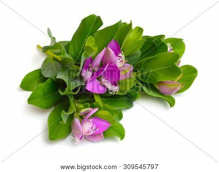 Polygala Myrtifolia Or Myrtle-leaf Milkwort Isolated On White Background