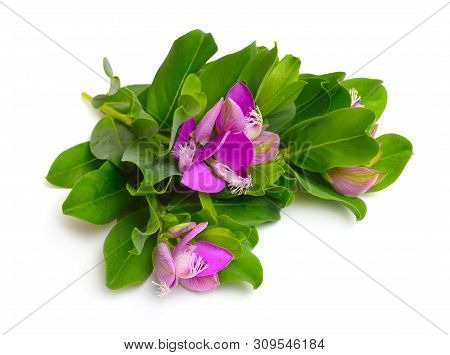 Polygala Myrtifolia Or Myrtle-leaf Milkwort Isolated On White Background