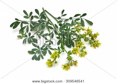 Ruta Commonly Known As Rue Ruta Graveolens Rue Or Common Rue. Isolated On White Background