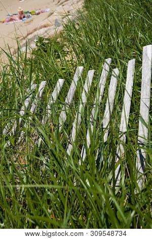 Angled Background Of Beachgrass And Weathered Erosion Fence With Sunbather In Soft Focus In Left Cor