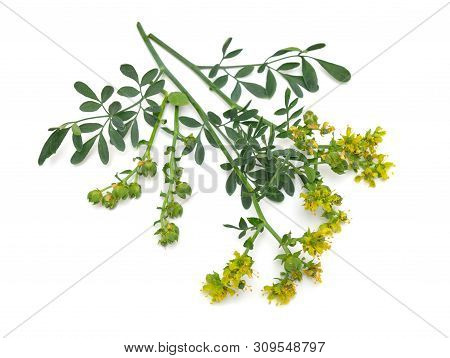 Ruta Commonly Known As Rue Ruta Graveolens Rue Or Common Rue. Isolated On White Background