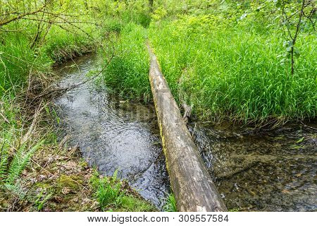 A Long Log Lays Over A Stream At Flaming Geyser State Park In Washington State.