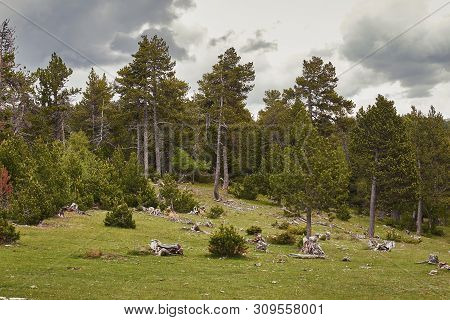 Mountain Pine Tree In A Spanish Pyrenees