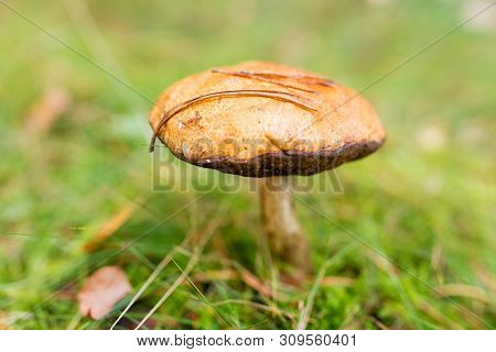 nature, environment and mushrooms concept - brown cap boletus growing in autumn forest