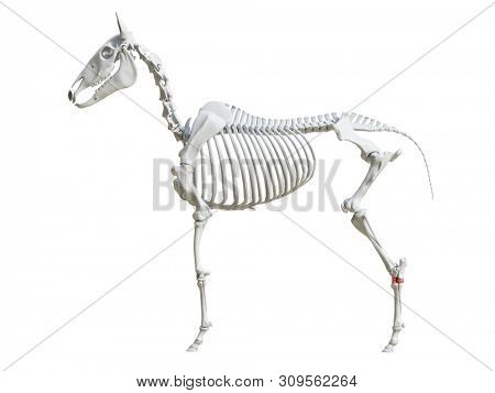 3d rendered medically accurate illustration of the equine skeleton - tarsal bones