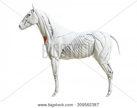 3d rendered medically accurate illustration of the equine muscle anatomy - cutaneous colli