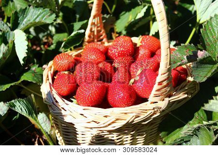 Strawberries In A Strawberry Field In A Basket