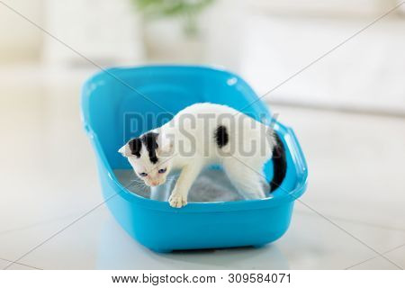 Cat In Litter Box. Kitten In Toilet. Home Pet Care