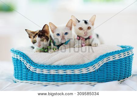 Kittens In Basket. Baby Cats At Home. Little Cat.